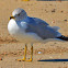 Ring-billed Gull