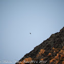 Raven; Cuervo
