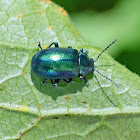 Unknown leaf beetle
