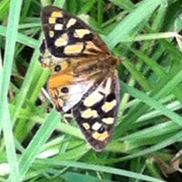 Spotting Image 1