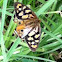 Shouldered Brown (female)