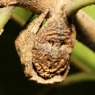 Tree Stump Spider