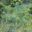Common asparagus