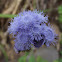 Floss flower