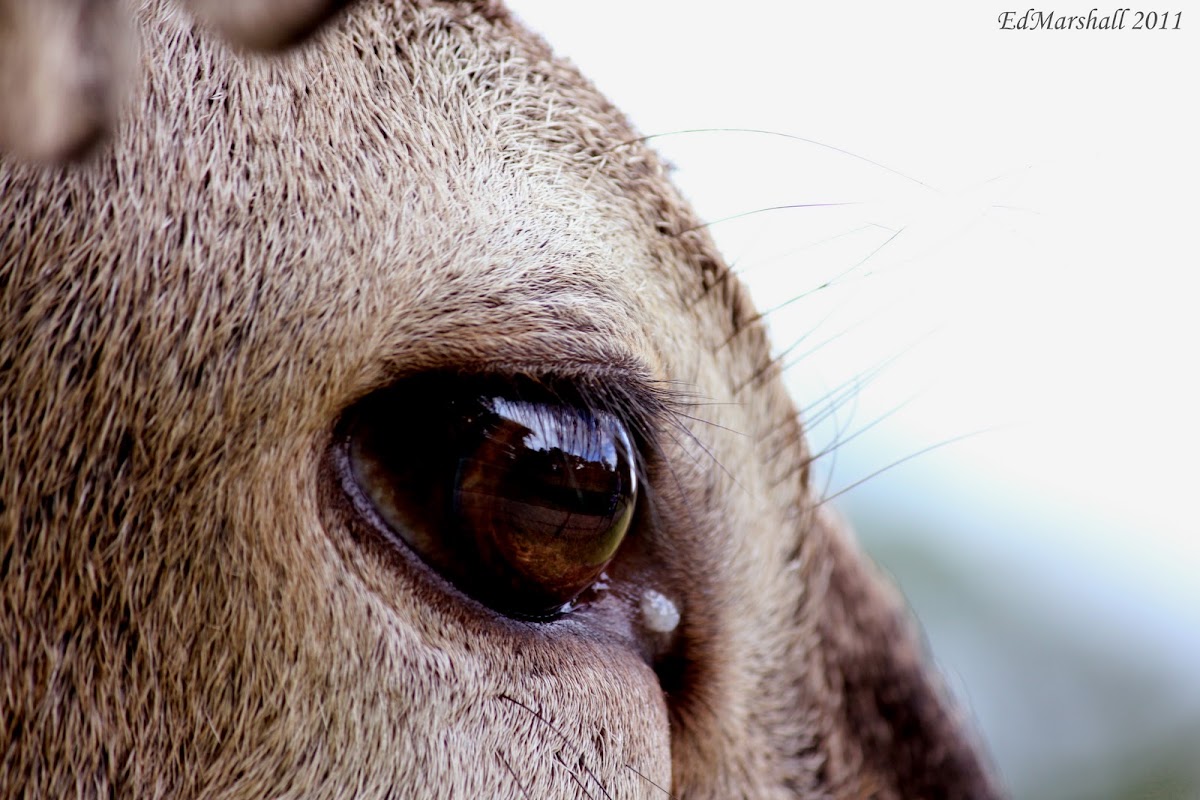 Red Deer