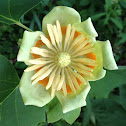 Tulip Poplar