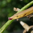 Burtons Legless Lizard