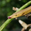 Burtons Legless Lizard