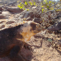 Galapagos land iguana