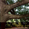 White Oak