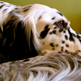 by Susan England - Animals - Dogs Portraits