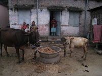Village life, Navadvipa