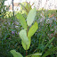 rosa glauca [I think!]