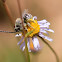 Long-horned Bee