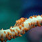 Whip coral shrimp