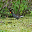 Common Moorhen