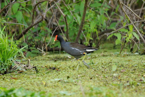 Spotting Image 1