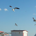 Seagull