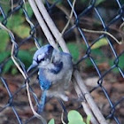 immature blue jay