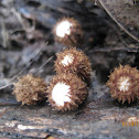 immature woolly birds nests