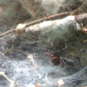 Funnel Web Spider