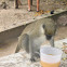 Vervet Monkey