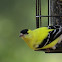 American Goldfinch