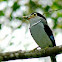 Silver Breasted Broadbill