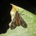 Tiger Moth