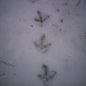 Capercaille tracks
