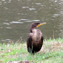 double crested cormorant