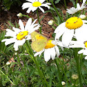 Orange Sulphur butterfly