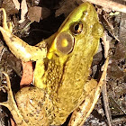Green Frog