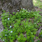 Sweet Woodruff
