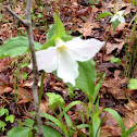 Great white trillium