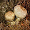 agaricus augustus