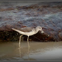 Shorebird