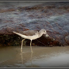 Shorebird