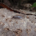 Pillbug