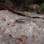 Pillbug