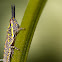 short-horned grasshopper