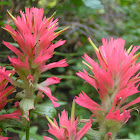 Wyoming Indian paintbrush