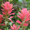 Wyoming Indian paintbrush
