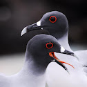 Swallow-tailed Gulls