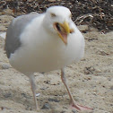 Seagull