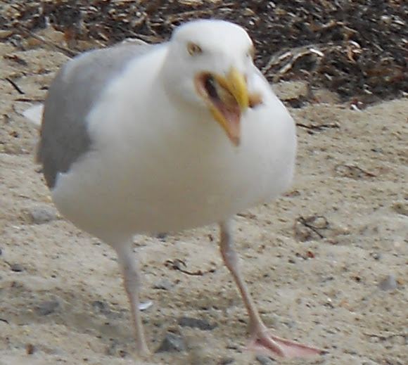 Spotting Image 1