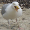 Seagull