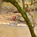 Northern Cardinal
