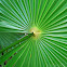 Chit Palm