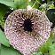 Aristolochia